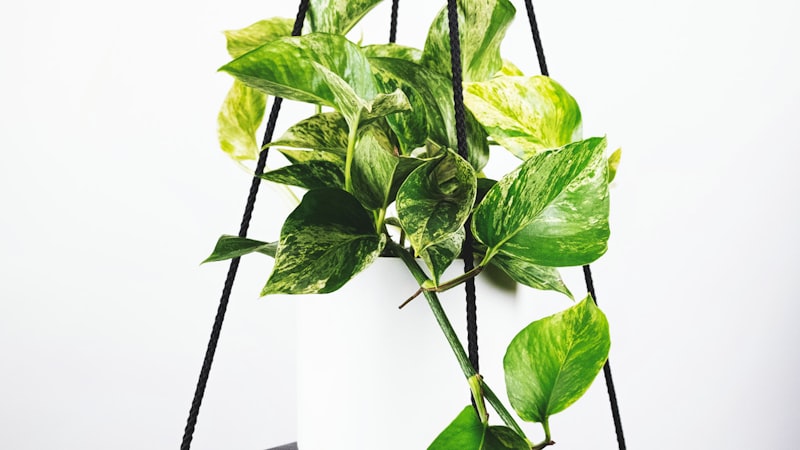 英格兰足球超级联赛直播预告，两队球员在赛前列队